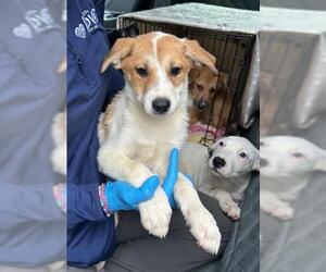 Labrador Retriever Dogs for adoption in Conroe, TX, USA