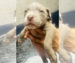 Small Photo #11 American Bully Puppy For Sale in LAKE STATION, IN, USA
