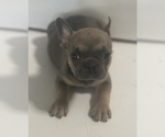 Small Photo #2 French Bulldog Puppy For Sale in NEW PORT RICHEY, FL, USA