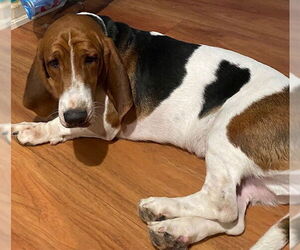 Basset Hound Dogs for adoption in Petaluma, CA, USA