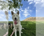 Small Photo #1 Alaskan Husky-Siberian Husky Mix Puppy For Sale in RIVERSIDE, CA, USA