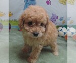 Small #2 Cavapoo