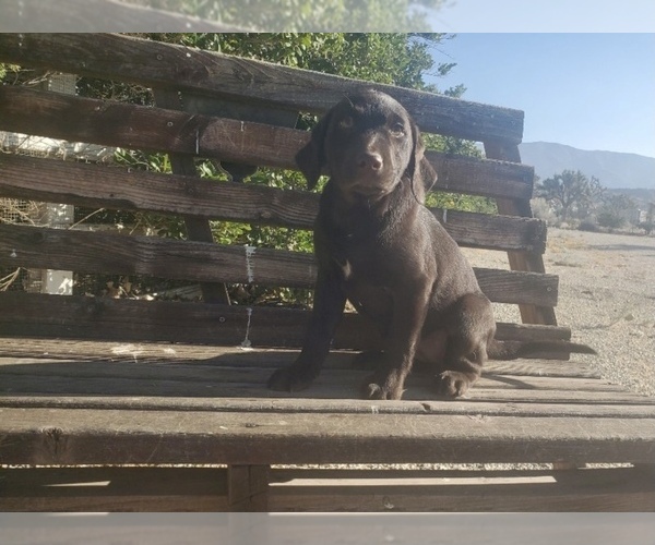 Medium Photo #2 Labrador Retriever Puppy For Sale in SANTA CLARITA, CA, USA