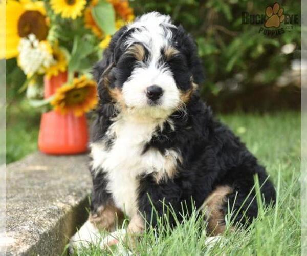 Medium Photo #7 Miniature Bernedoodle Puppy For Sale in MILLERSBURG, OH, USA