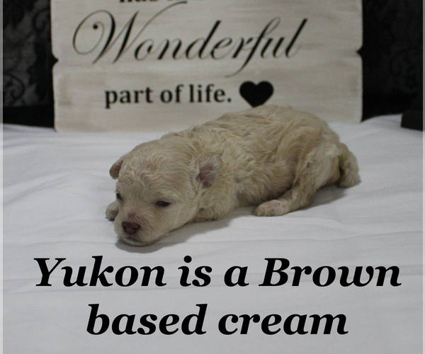 Medium Photo #3 Poodle (Toy) Puppy For Sale in CHANUTE, KS, USA