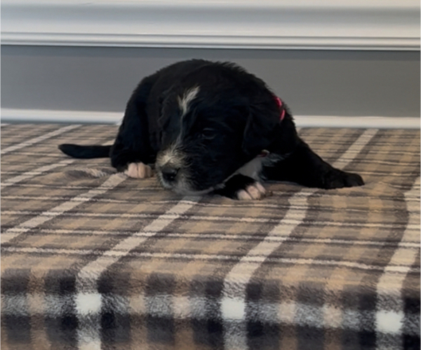 Medium Photo #3 Bernedoodle-Labradoodle Mix Puppy For Sale in MILFORD, NJ, USA