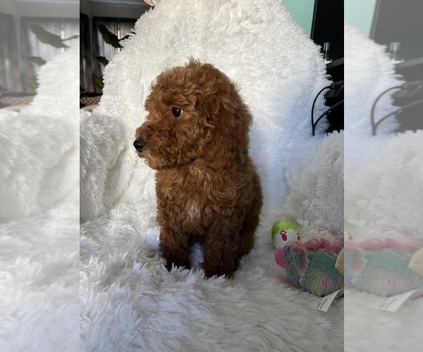 Medium Photo #2 Poodle (Miniature) Puppy For Sale in LOWELL, MA, USA