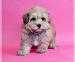 Small Photo #1 YorkiePoo Puppy For Sale in WARSAW, IN, USA
