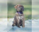 Small #4 Labrador Retriever Mix
