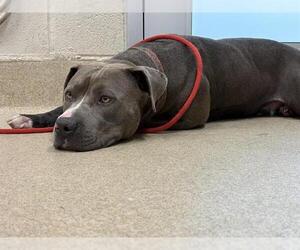American Staffordshire Terrier-Unknown Mix Dogs for adoption in Grand Prairie, TX, USA