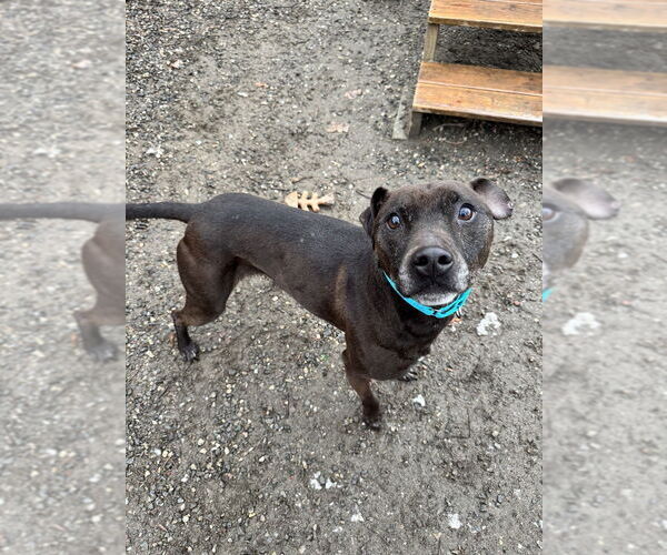 Medium Photo #3 Mutt Puppy For Sale in Elmsford, NY, USA