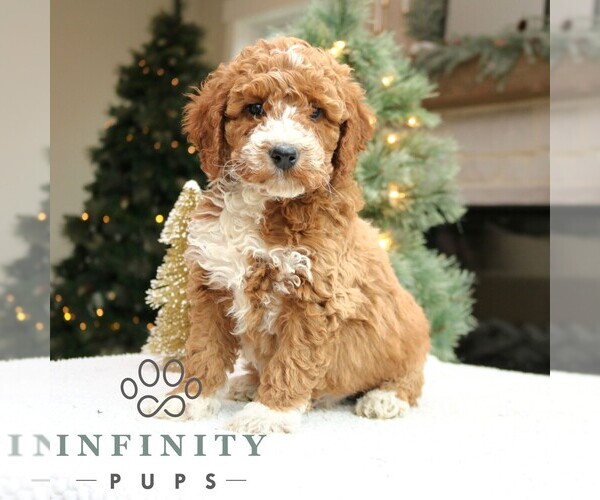 Medium Photo #2 Goldendoodle (Miniature) Puppy For Sale in NARVON, PA, USA
