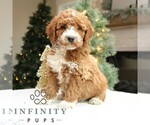 Small #1 Goldendoodle (Miniature)