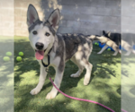 Small #5 Siberian Husky Mix