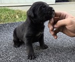 Puppy Stella Cane Corso