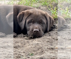 Medium Labrador Retriever