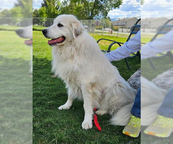 Medium Photo #2 Great Pyrenees Puppy For Sale in Hamilton, MT, USA