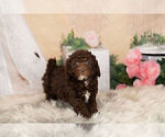 Small Photo #13 Goldendoodle-Poodle (Miniature) Mix Puppy For Sale in WARSAW, IN, USA