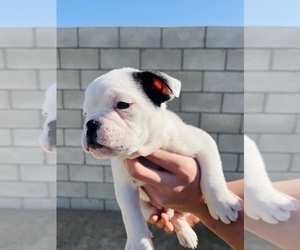 Olde English Bulldogge Puppy for sale in BAKERSFIELD, CA, USA