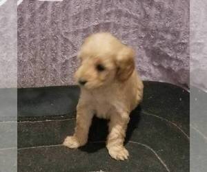 Goldendoodle-Poodle (Miniature) Mix Puppy for sale in ARTHUR, IL, USA