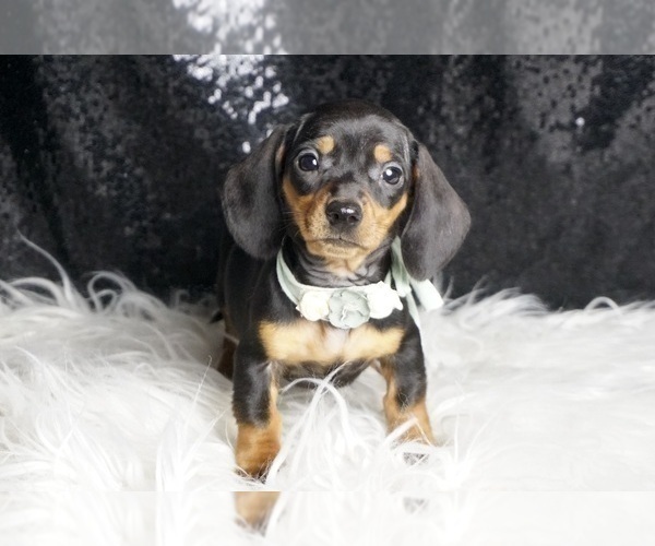 Medium Photo #2 Dachshund Puppy For Sale in WARSAW, IN, USA