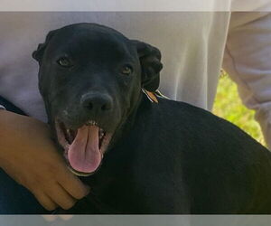 Kamara - Female American Staffordshire Terrier-Labrador Retriever Mix Dog for Adoption - Photo #5