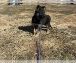 Small Photo #33 German Shepherd Dog Puppy For Sale in SUMPTER TWP, MI, USA