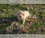Puppy 3 American Eskimo Dog-Poodle (Toy) Mix