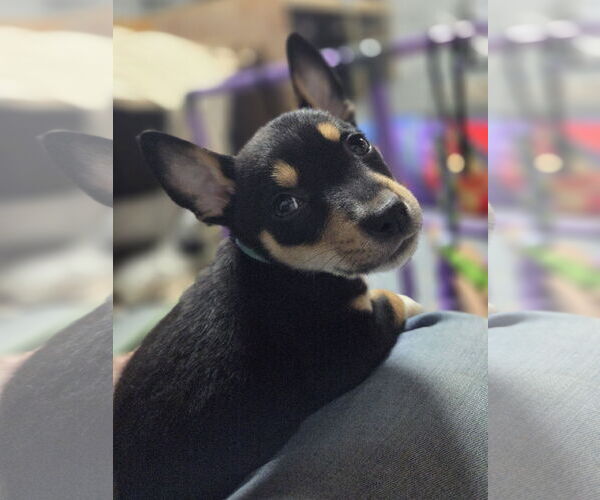 Medium Photo #1 Mutt Puppy For Sale in Garden City, NY, USA