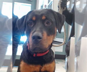 Rottweiler Dogs for adoption in Oklahoma City, OK, USA