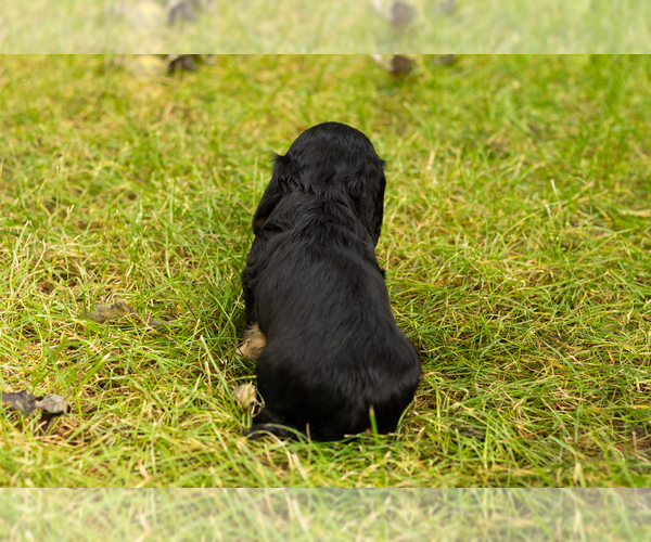 Medium Photo #4 Dachshund Puppy For Sale in MILFORD, IN, USA