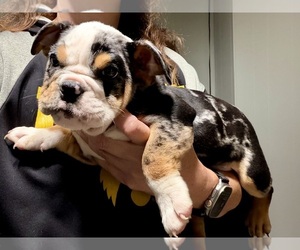 Bulldog Puppy for sale in HINTON, IA, USA