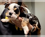 Image preview for Ad Listing. Nickname: Litter of 5