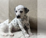 Small Photo #26 Dalmatian Puppy For Sale in FORT WORTH, TX, USA