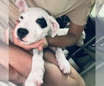 Puppy Osiris Dogo Argentino