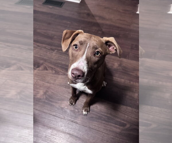 Medium Photo #16 Labrador Retriever-Unknown Mix Puppy For Sale in Columbus, IN, USA