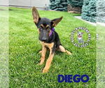 Small #3 German Shepherd Dog