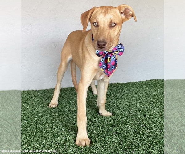 Medium Photo #8 Unknown-Weimaraner Mix Puppy For Sale in San Diego, CA, USA