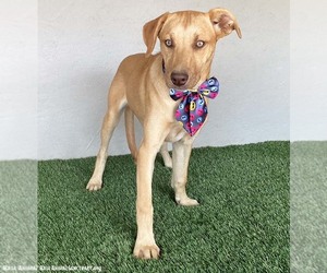 Sadie - Female Unknown-Weimaraner Mix Dog for Adoption - Photo #8