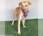Small Photo #8 Unknown-Weimaraner Mix Puppy For Sale in San Diego, CA, USA