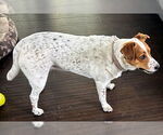 Small #7 Basset Hound Mix