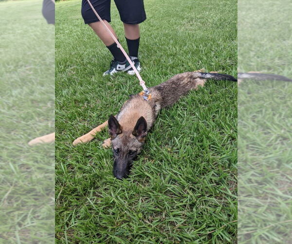 Medium Photo #3 German Shepherd Dog-Unknown Mix Puppy For Sale in Imlay City, MI, USA