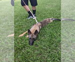 Small #2 German Shepherd Dog Mix