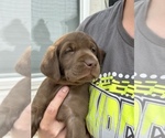 Small Photo #4 Labrador Retriever Puppy For Sale in MC CORDSVILLE, IN, USA