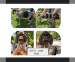 Small Photo #1 German Shorthaired Pointer-German Wirehaired Pointer Mix Puppy For Sale in DEFUNIAK SPRINGS, FL, USA