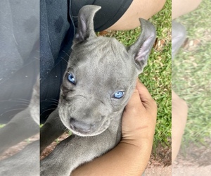Cane Corso Puppy for Sale in SEABROOK, Texas USA