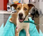 Small #1 Staffordshire Bull Terrier Mix
