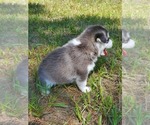 Small Photo #23 Siberian Husky Puppy For Sale in BROOKSVILLE, FL, USA