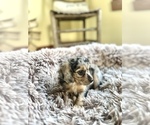 Small #1 Cavapoo (Miniature)