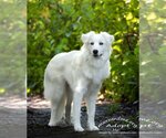 Small Photo #2 Great Pyrenees-Unknown Mix Puppy For Sale in Tampa, FL, USA